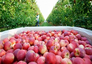 صادرات سیب آذربایجان غربی ۶۰ درصد کاهش یافت