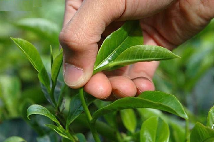نوشیدنی گیاهی برای دفع سنگ کلیه/ با مصرف این شربت سایز کم کنید