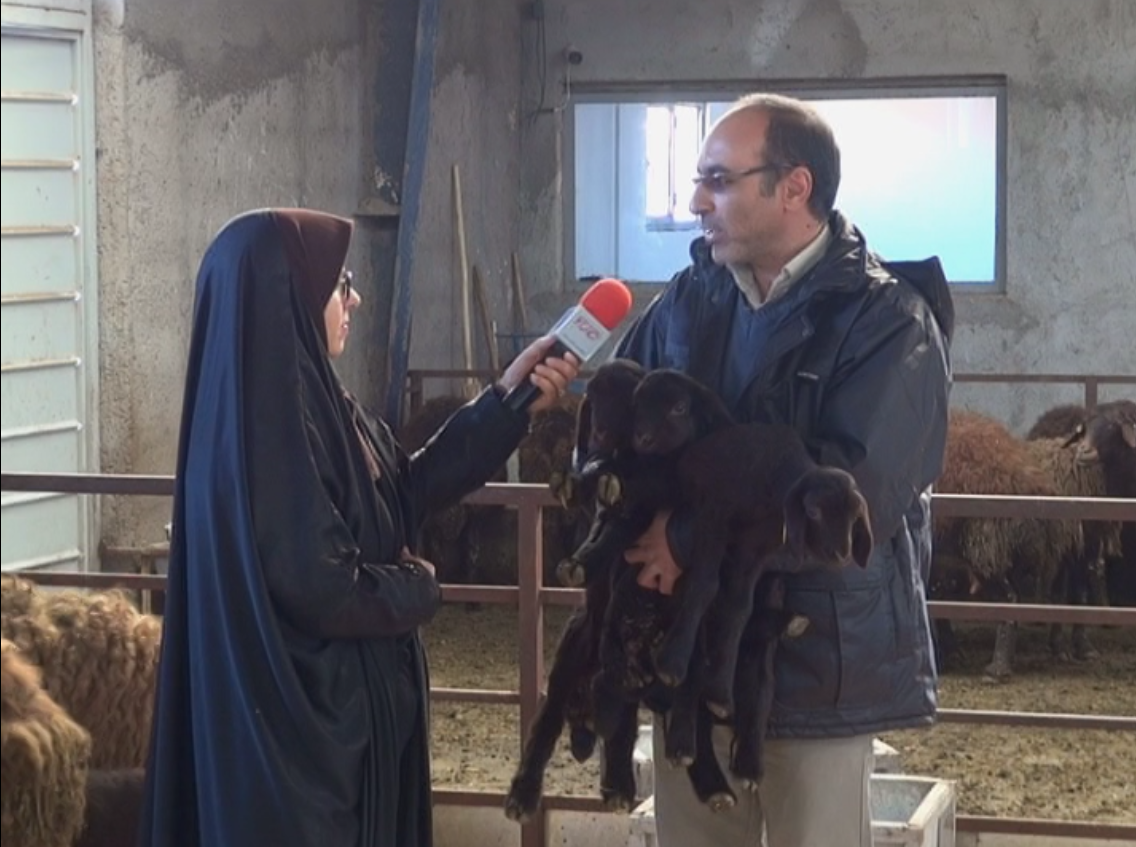 قوچ افشاری اصلاح نژاد شده ثمره کار و تحقیق محققان زنجانی / طرح اصلاح نژاد گوسفند افشار، ایران را در زمره کشورهای صاحب فن آوری اصلاح نژاد دامی قرار داد ه است