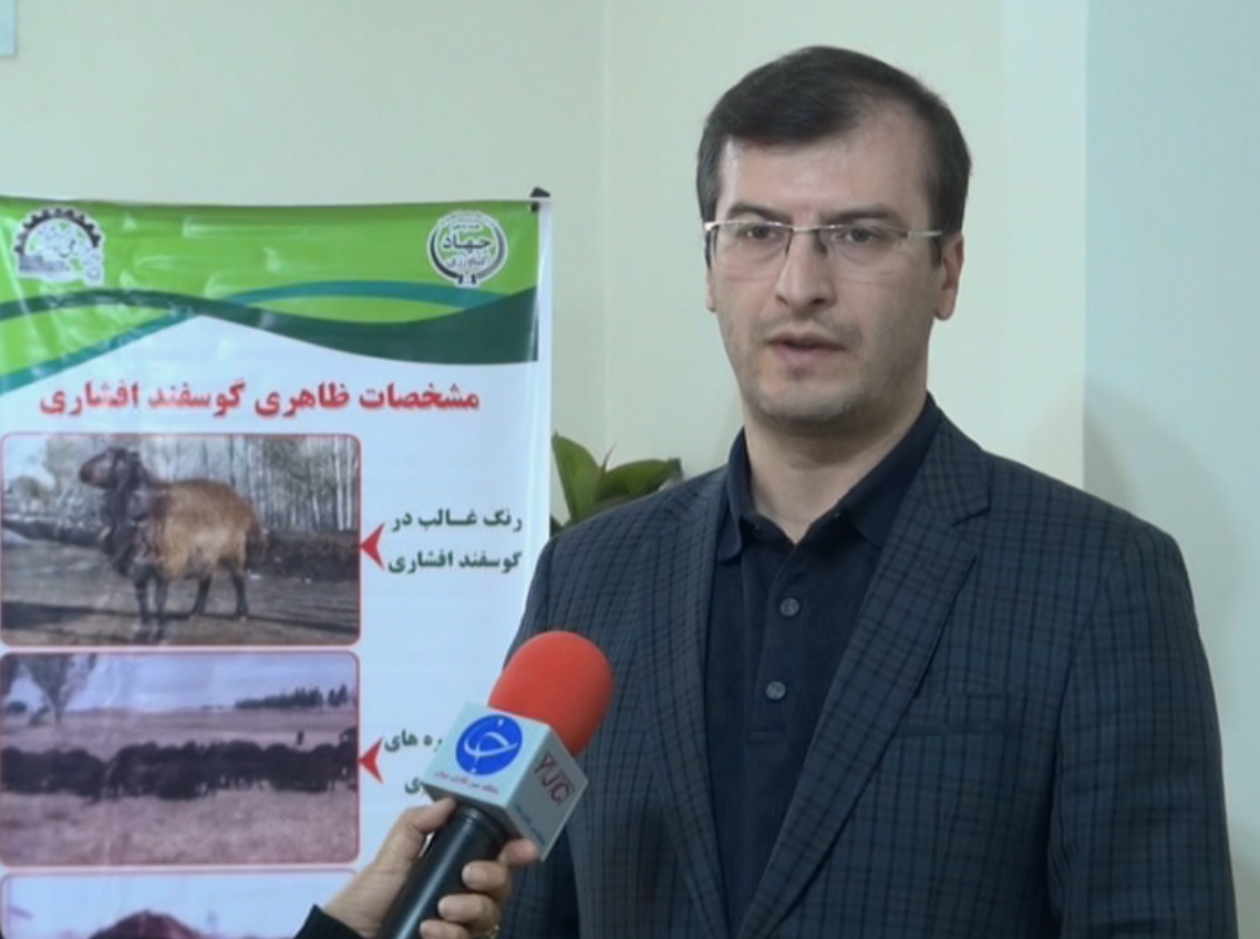 قوچ افشاری اصلاح نژاد شده ثمره کار و تحقیق محققان زنجانی / طرح اصلاح نژاد گوسفند افشار، ایران را در زمره کشورهای صاحب فن آوری اصلاح نژاد دامی قرار داد ه است