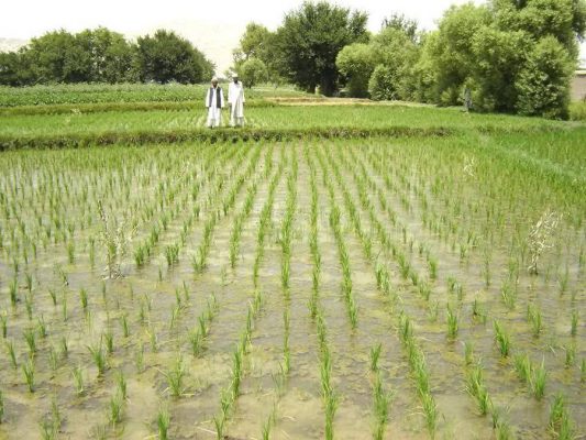 افزایش 4 درصدی محصول برنج در افغانستان