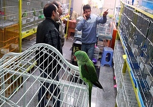 انتقال بازار فروش پرندگان قزوین در انتظار حل مشکل معارض
