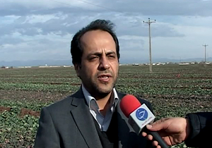 پیش بینی برداشت بیش از 900 تن دانه روغنی کلزا از مزارع اردبیل