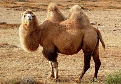 مسابقه انتخاب ملکه زیبایی شتر&zwnj;ها + فیلم
