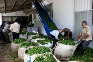 رئیس سازمان چای کشور خبر حذف ردیف بودجه خرید تضمینی برگ سبز چای در لایحه پیشنهادی دولت را تکذیب کرد