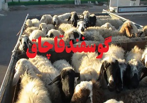 کشف ۲۳ راس گوسفند قاچاق در بافق