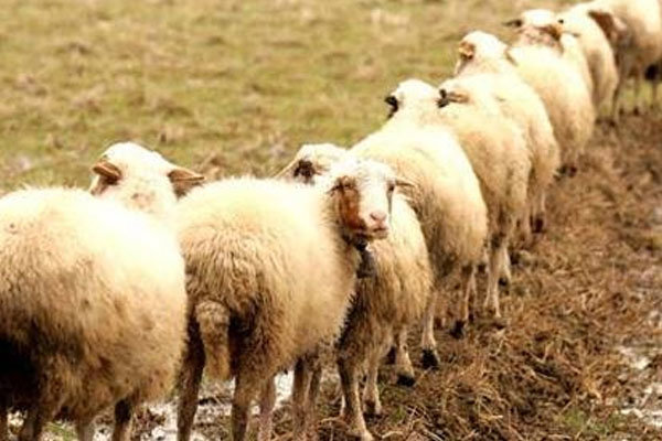اختصاص ارز 4200 تومانی به واردات دام زنده ضربه مهلکی بر تولید داخل وارد می کند