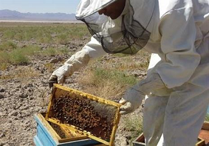 اشتغال ۳۶ نفر در زنبورستان‌های درمیان