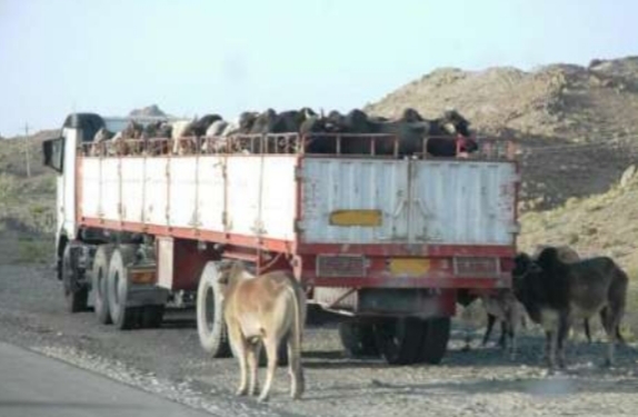 کشف گوساله&zwnj;های قاچاق در کاشمر