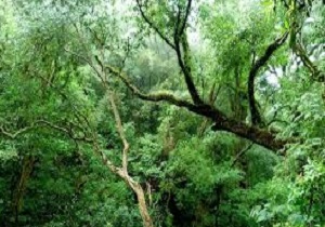 اجازه تعرض به جنگل‌های ارسباران داده نمی‌شود / دستگاه قضایی به شدت با تخلفات برخورد خواهد کرد