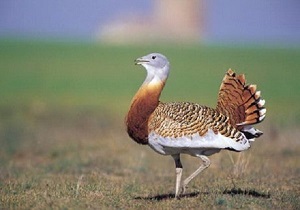 مشاهده ۱۹ قطعه میش مرغ در زیستگاه بوکان