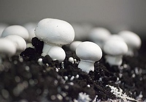 برگزاری کارگاه آموزشی پرورش قارچ خوراکی در بهبهان