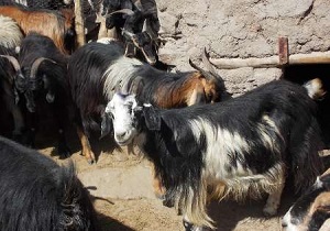 اجرای طرح اصلاح نژاد بومی در مسجدسلیمان