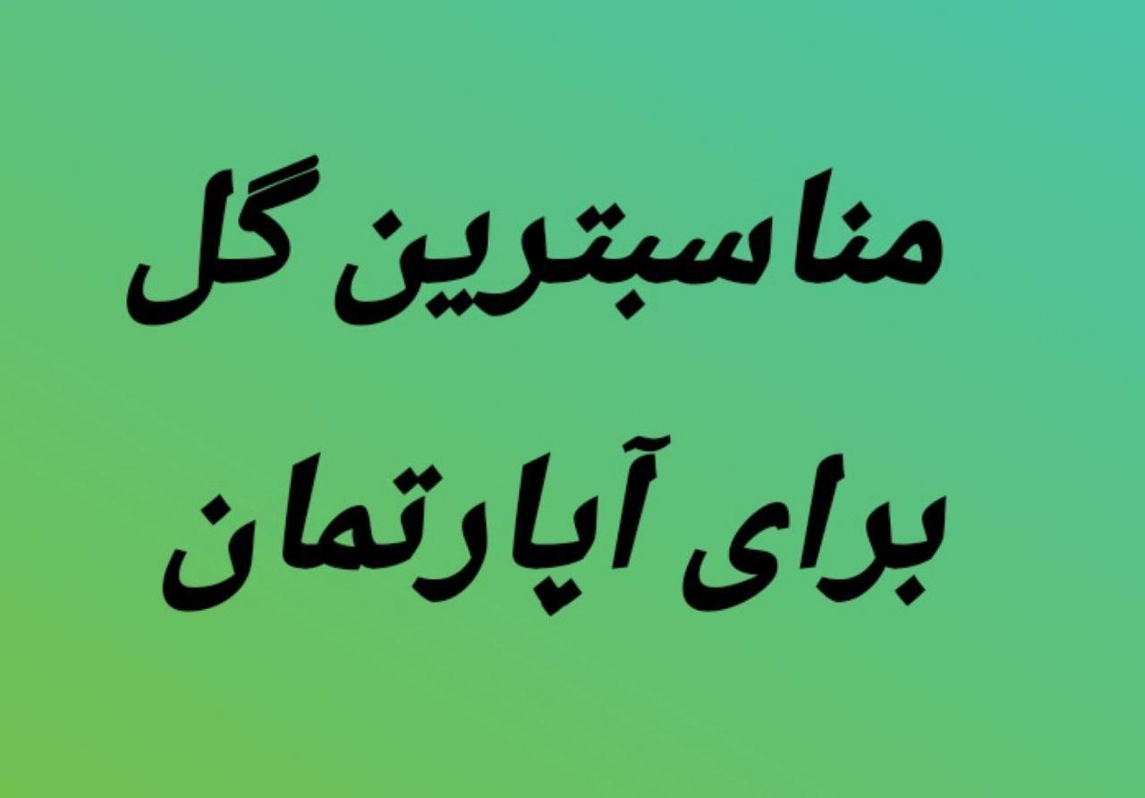 گلی که امواج مضر وای فای را جذب می‌کند +عکس
