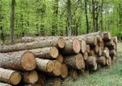 کشف چوب قاچاق از یک کامیون در املش