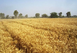 افزایش تولید محصولات زراعی استان قزوین