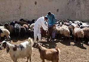 آغاز طرح واکسیناسیون تب برفکی در آبیک