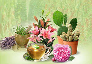 برپایی نمایشگاه گل و گیاه و تجهیزات گلخانه‌ای در شیراز
