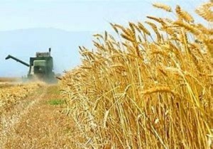 اختصاص بیش از ۵۰۰ هزار هکتار از اراضی کردستان به کشت گندم