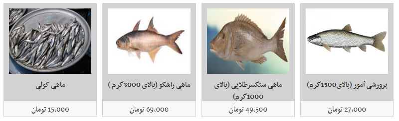افزایش نسبی قیمت در بازار ماهی