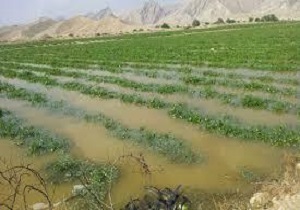 خسارت میلیاردی سیلاب به اراضی کشاورزی دزفول