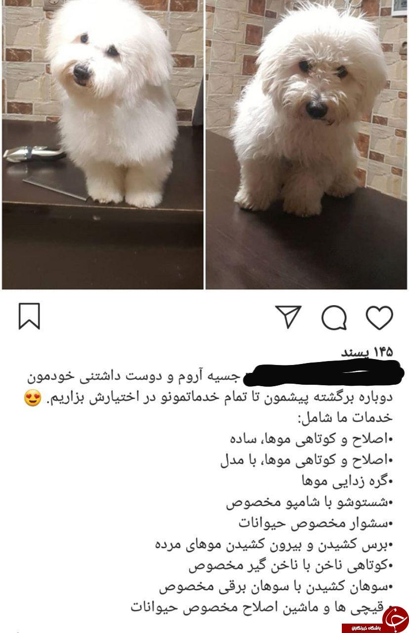 عجیب&zwnj;ترین آگهی&zwnj;هایی که در اینستاگرام منتشر می&zwnj;شوند +تصاویر