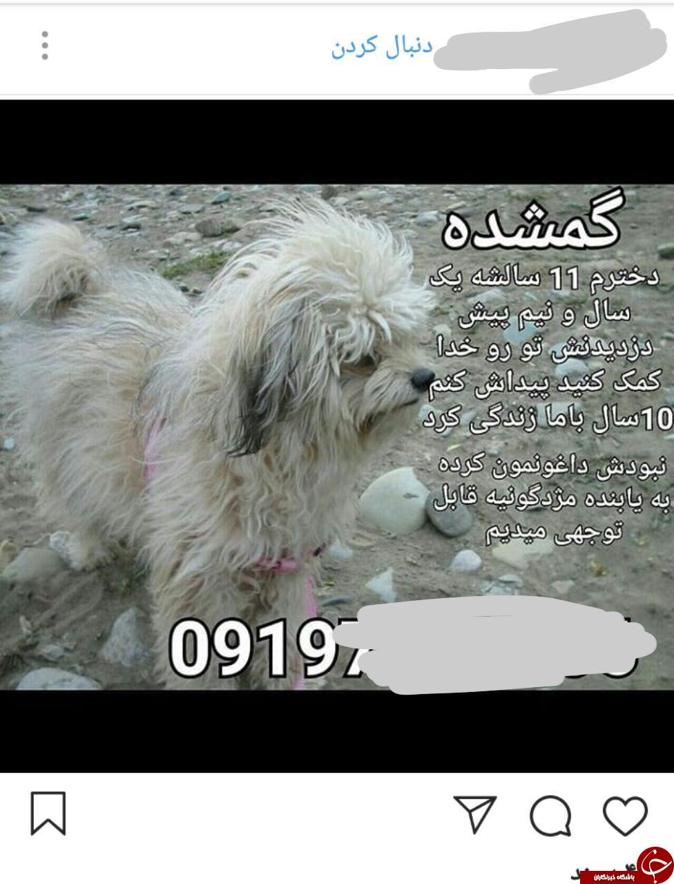 عجیب&zwnj;ترین آگهی&zwnj;هایی که در اینستاگرام منتشر می&zwnj;شوند +تصاویر