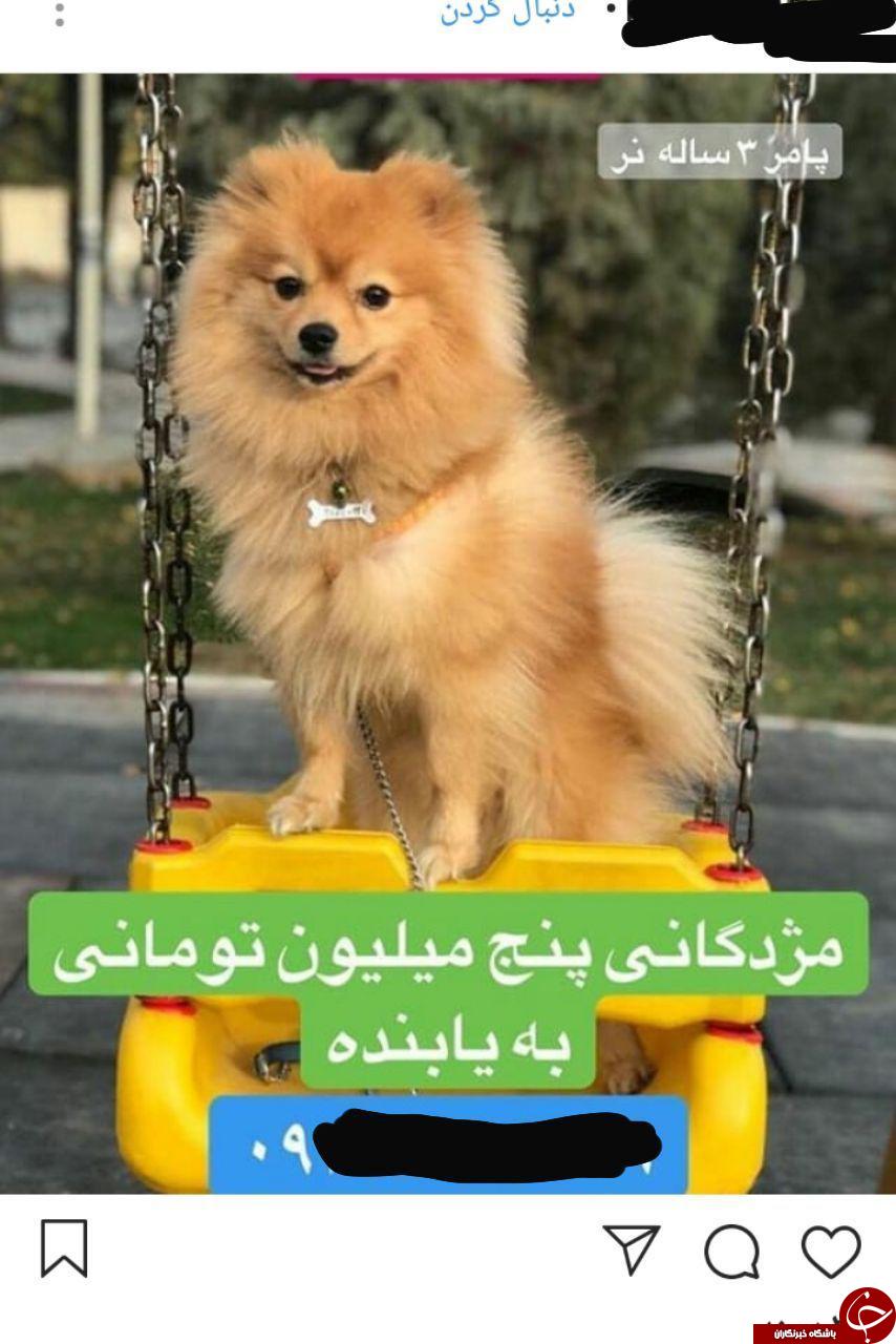 عجیب&zwnj;ترین آگهی&zwnj;هایی که در اینستاگرام منتشر می&zwnj;شوند +تصاویر