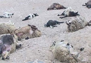 ۳۰ بره در اثر تخریب محل نگهداری حیوانات در میاندوآب تلف شد