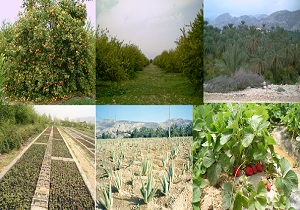 پرداخت ۱۷۰ میلیارد ریال برای توسعه کشاورزی کامیاران