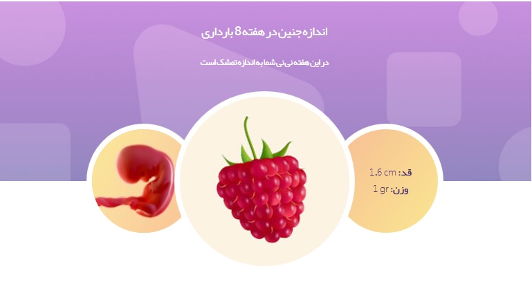 جنین در هفته هشتم بارداری در رحم مادر شنا می کند+ تصاویر و اتفاقات جدید برای مادر