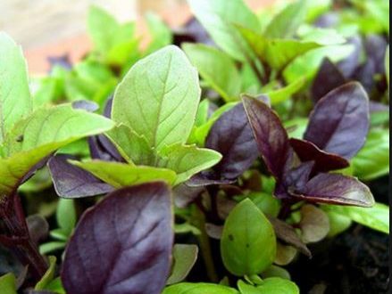غذایی ساده در درمان سرماخوردگی کودک/قند دیابتیها باید چقدر باشد؟/گیاهی خوشبو برای ریشه کن کردن سنگ کلیه غذایی ساده در درمان سرماخوردگی کودک/قند دیابتیها باید چقدر باشد؟/گیاهی خوشبو برای ریشه کن کردن سنگ کلیه