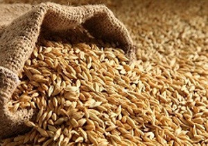 توزیع ۱۶۰ تن جو در مناطق عشایری شهرستان خوسف