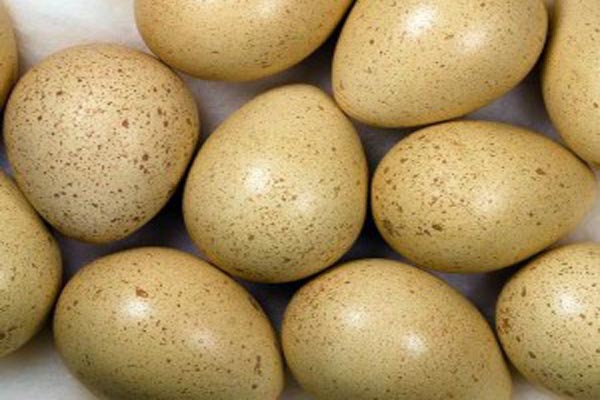 قیمت تخم کبک در میادین میوه تره&zwnj;بار