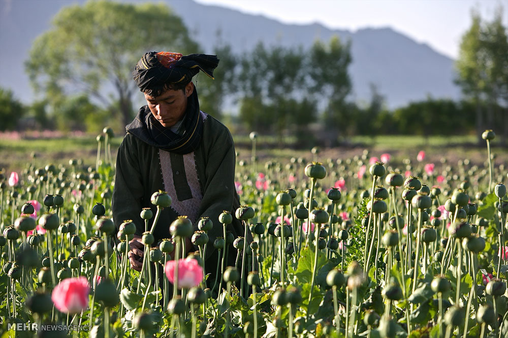 یک سوم مواد مخدر افغانستان در مناطق تحت حاکمیت دولت کشت می شود