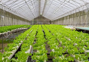 ۲ واحد تولیدی گلخانه‌ای در شهرستان نمین به بهره برداری رسید