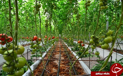 رونق چشمگیر گلخانه&zwnj;ها از دهه ۷۰