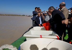 رهاسازی بچه ماهی دررودخانه بهمنشیر آبادان