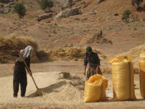 آذرشهر قطب تولید لپه کشور