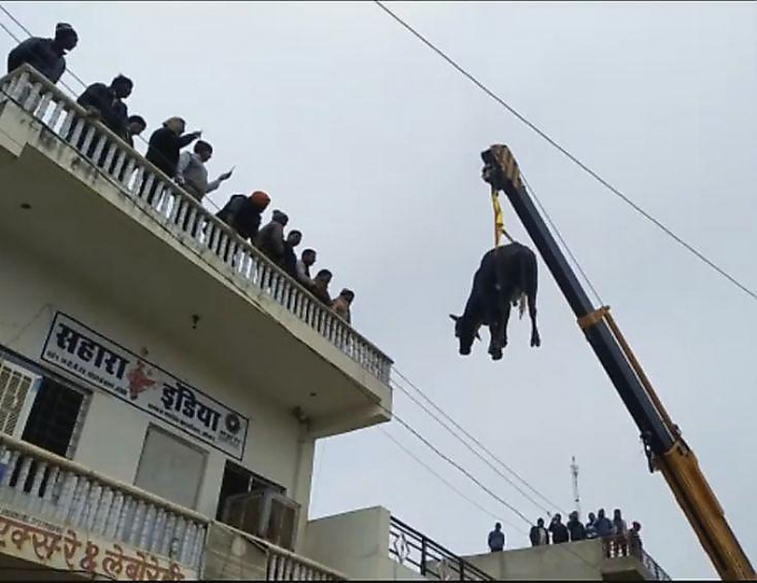 جرثقیل تنها راه نجات گاو چموش +فیلم