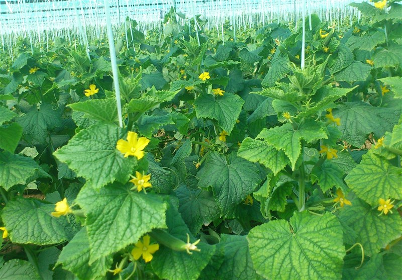 گلخانه&zwnj;داران کهگیلویه و بویراحمد روزگار مناسبی ندارند