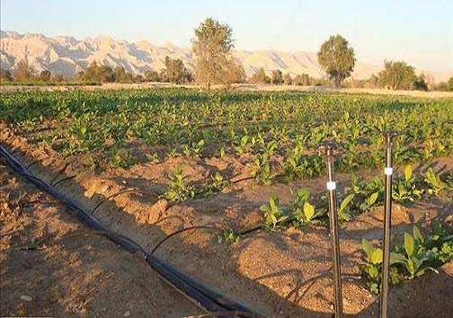 سامانه آبیاری نوین نوید بخش توسعه پایدار کشاورزی/ هرمزگانی ها پرچم دار اجرای آبیاری تحت فشار