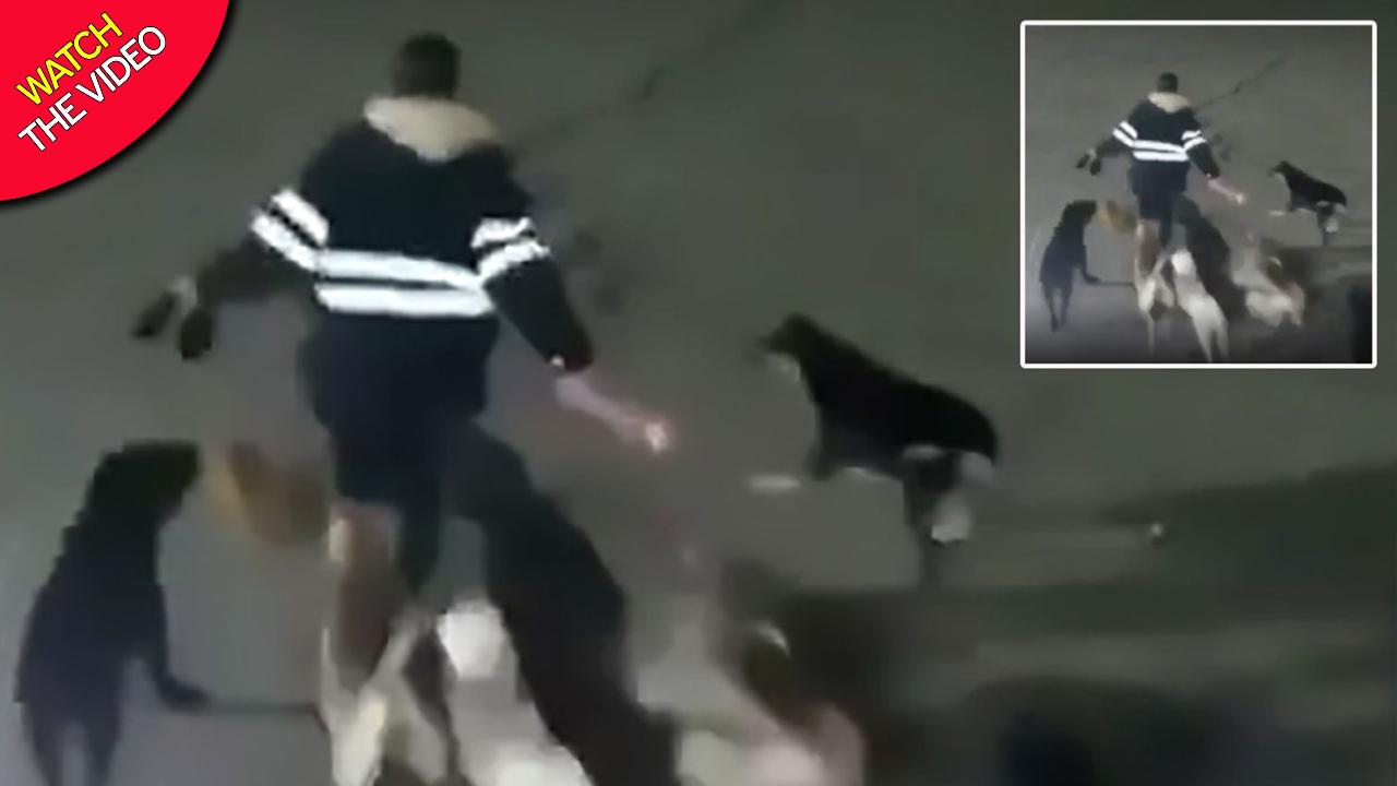 لحظه مرگبار حمله سگ های ولگرد به زن جوان! + فیلم