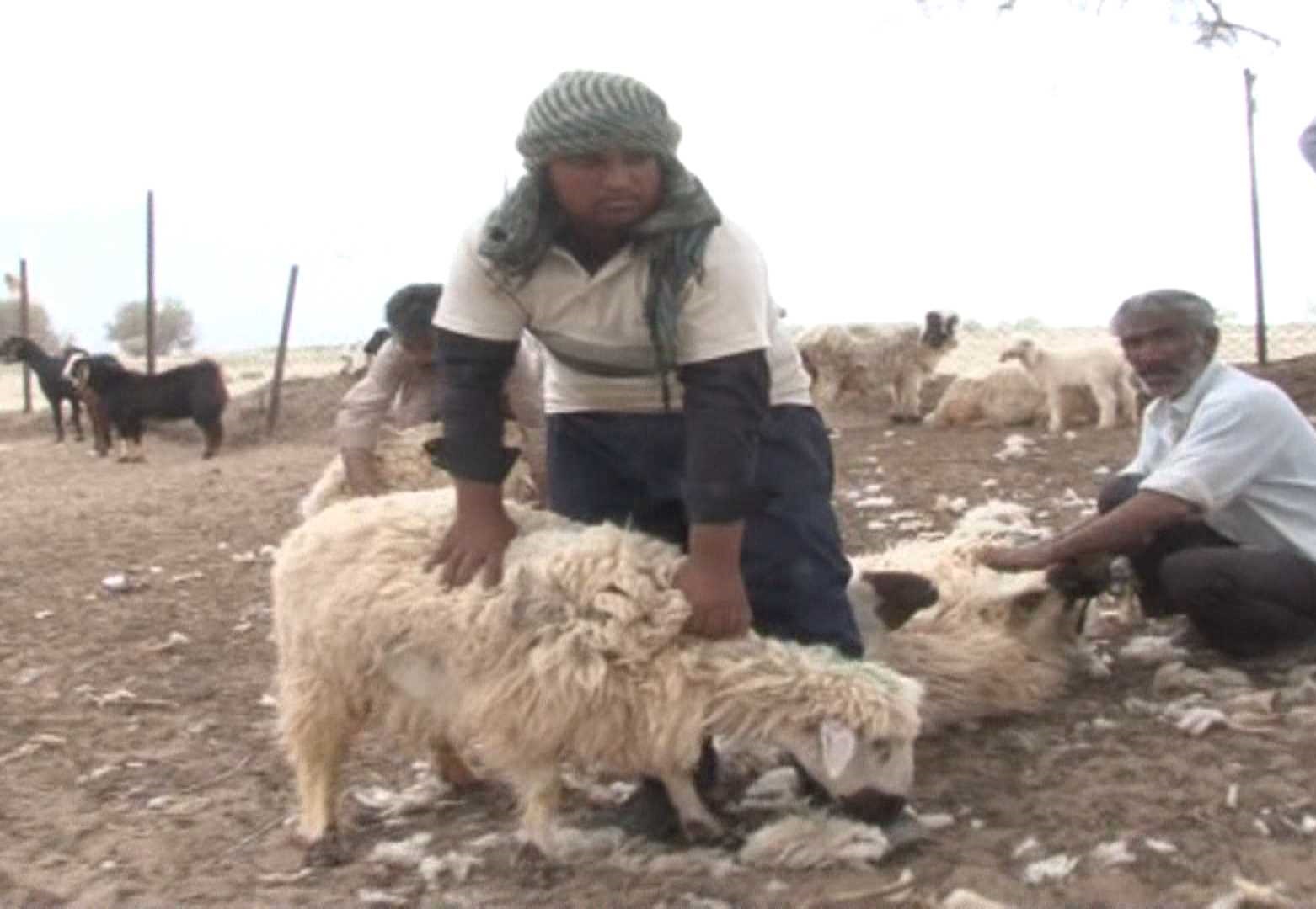 سرانه دام هر خانوار عشایری در استان از میانگین کشوری بالاتر است