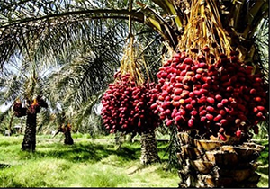 شیراز میزبان نخستین نمایشگاه بین المللی خرما