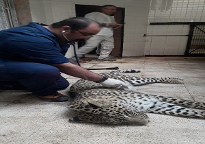 عمل لقاح مصنوعی بر روی کیجا انجام شد/ آیا پلنگ ماده ایرانی ۹۰ روز دیگر مادر می‌شود؟ + فیلم و عکس