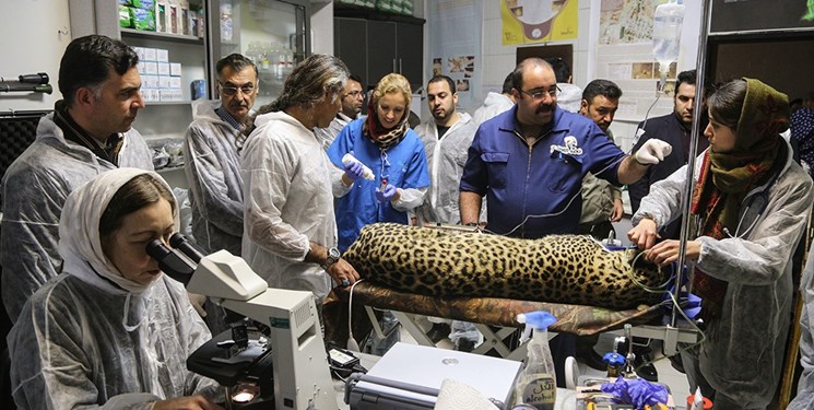 عمل لقاح مصنوعی بر روی کیجا انجام شد/ آیا پلنگ ماده ایرانی ۹۰ روز دیگر مادر می&zwnj;شود؟ + فیلم