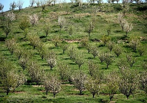 ۱۸۰۰ هکتار باغ در اراضی شیبدار و کم‌بازده لرستان احداث می شود