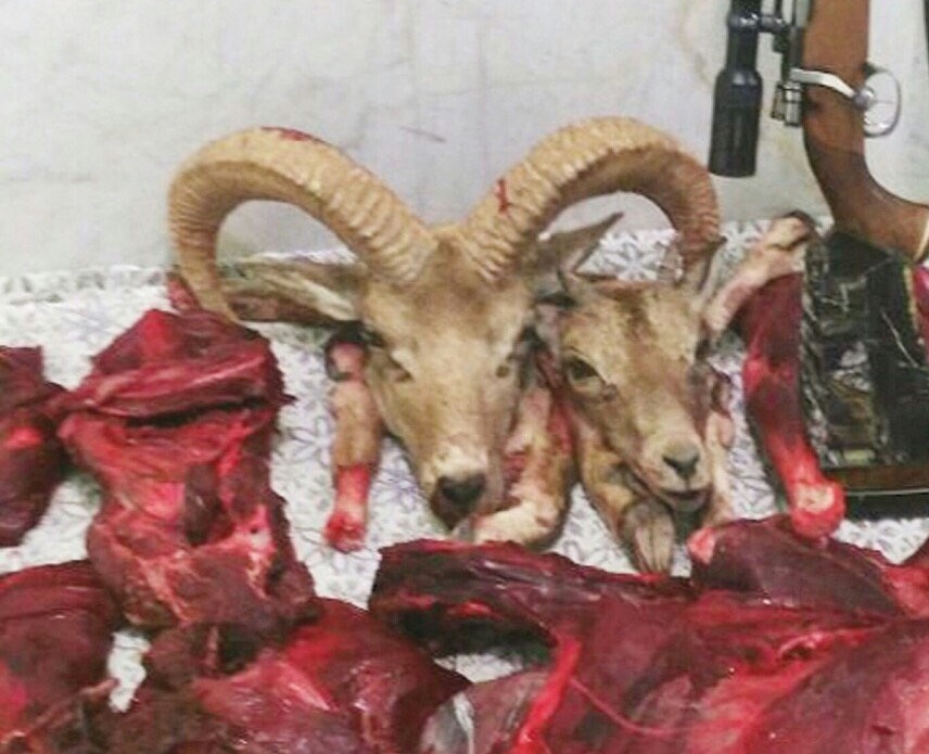 عاملین شکار یک قوچ و یک میش وحشی آبستن در شهر بابک دستگیر شدند
