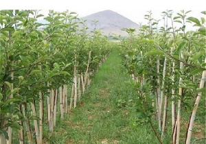 تولید سالانه ۶۰ هزار اصله نهال در نهالستان مهاباد
